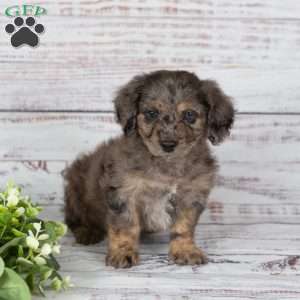 Andy, Miniature Poodle Mix Puppy